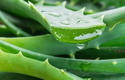 Quelles plantes vertes pour sa maison sur roues?