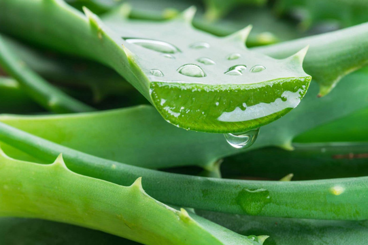 Quelles plantes vertes pour sa maison sur roues?